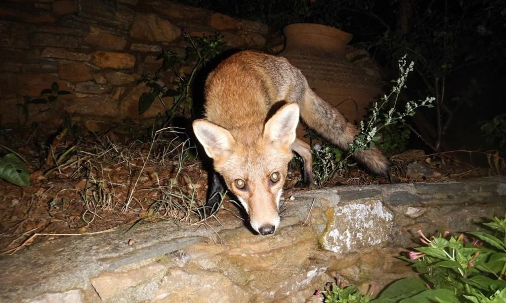 Θεσσαλονίκη: Σηκώθηκε τη νύχτα και είδε στην αυλή της αυτές τις εικόνες - Βίντεο